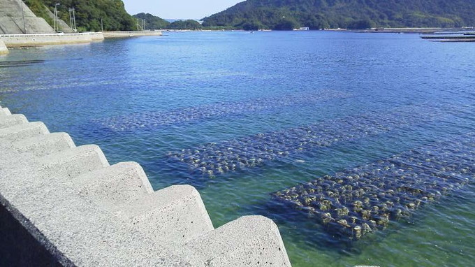 牡蠣の養殖-江田島