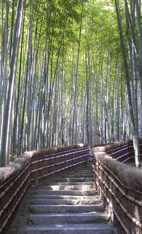 化野念仏寺の竹林-京都