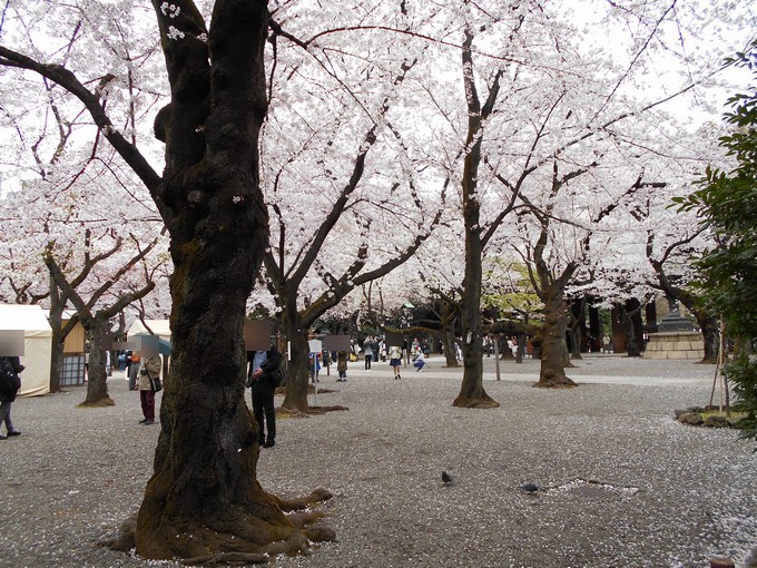 靖国神社-桜