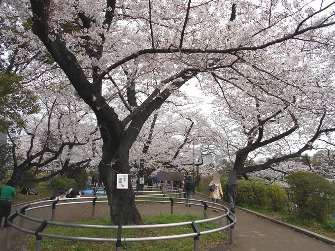 千鳥ヶ淵公園-桜