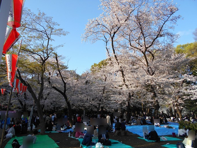 上野公園-桜