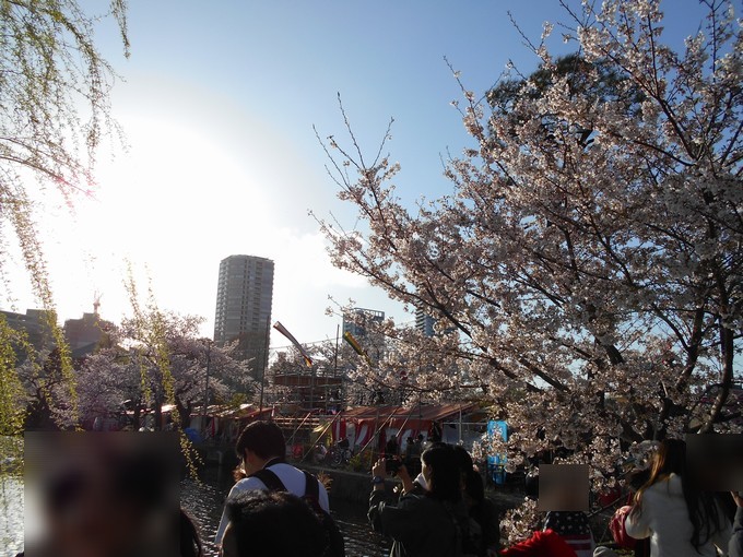 上野公園不忍池-桜